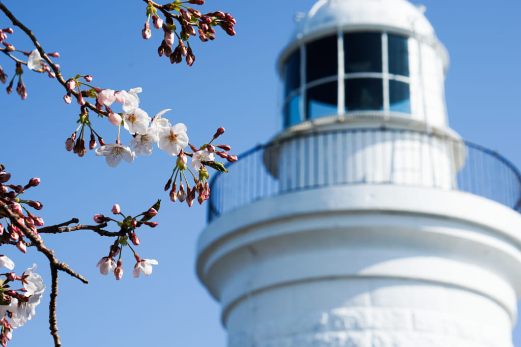 灯台の桜