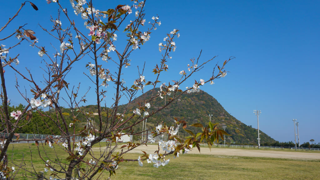 運動公園の桜