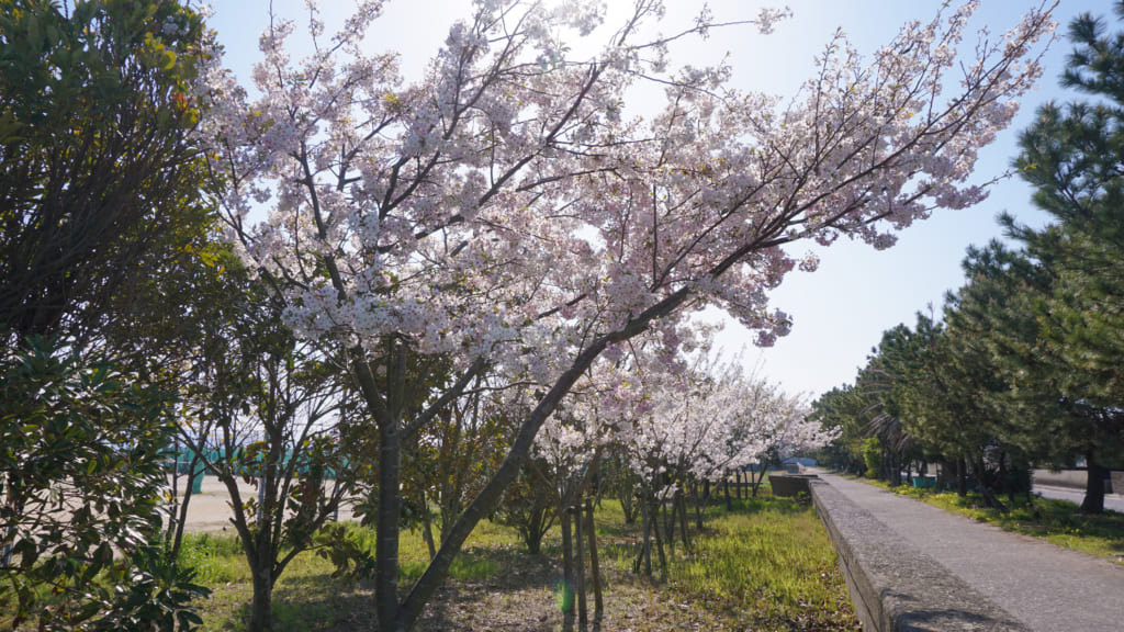 運動公園の桜