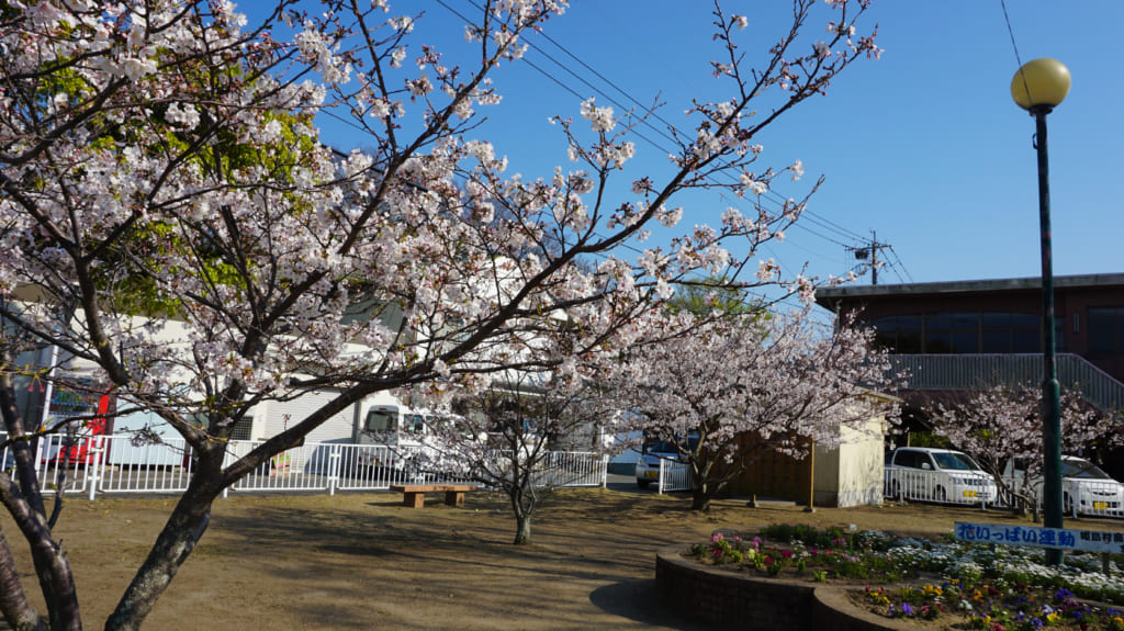 中央公園の桜