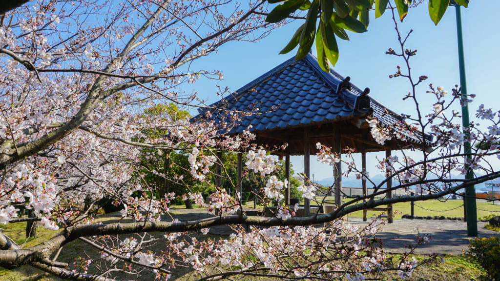 フェリー広場の桜