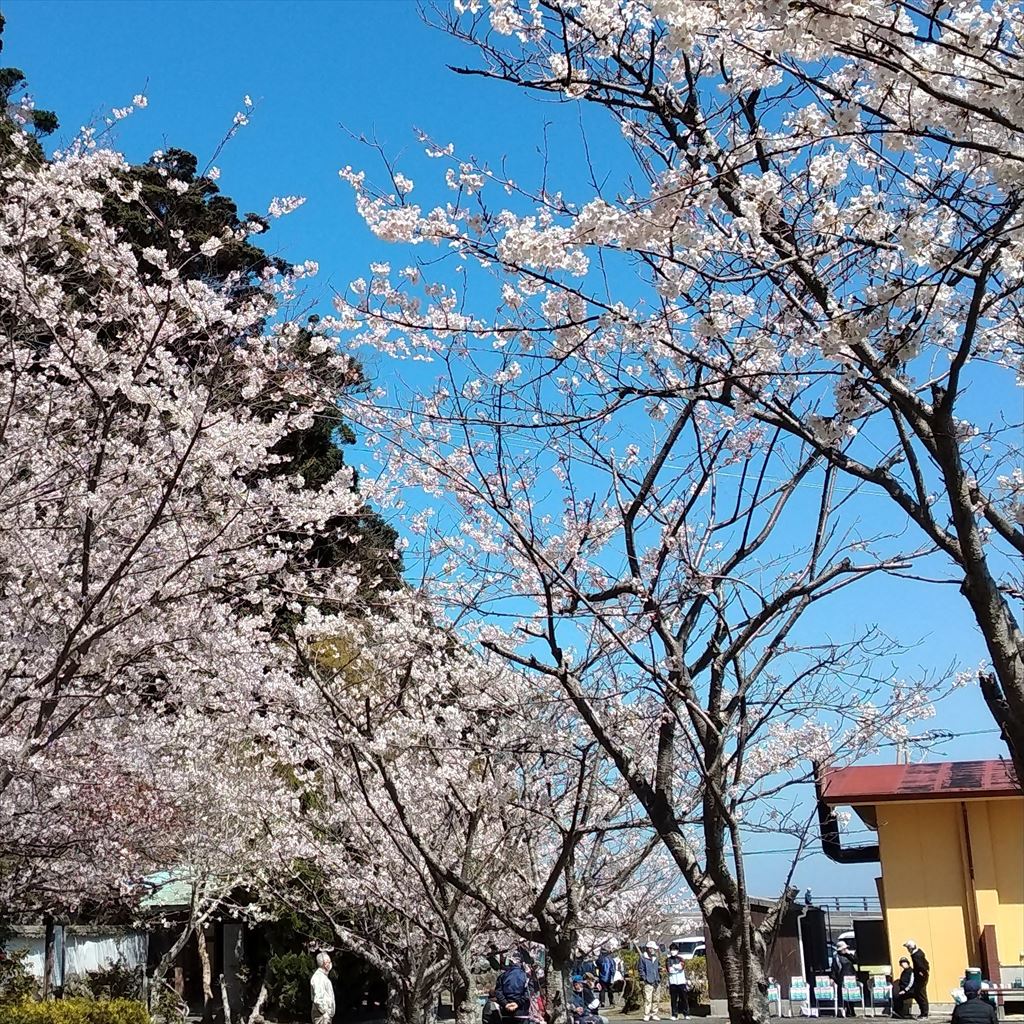 sakura_spots_2022_003.jpg