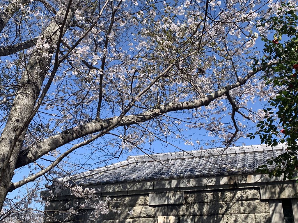 灯台の休憩所と桜