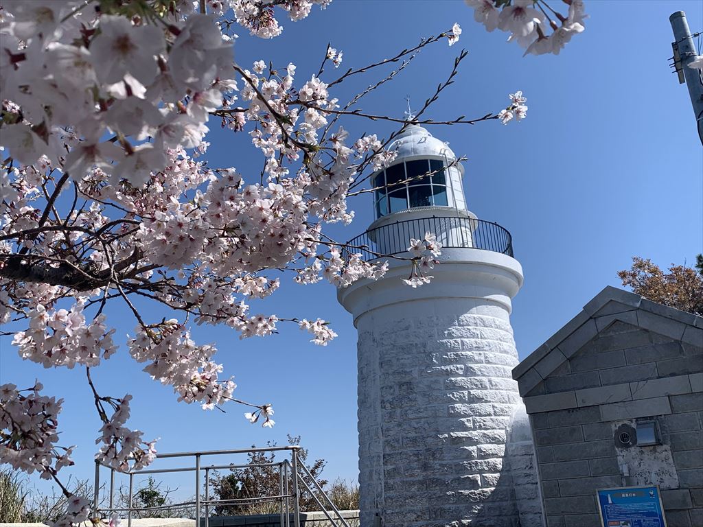 灯台と桜