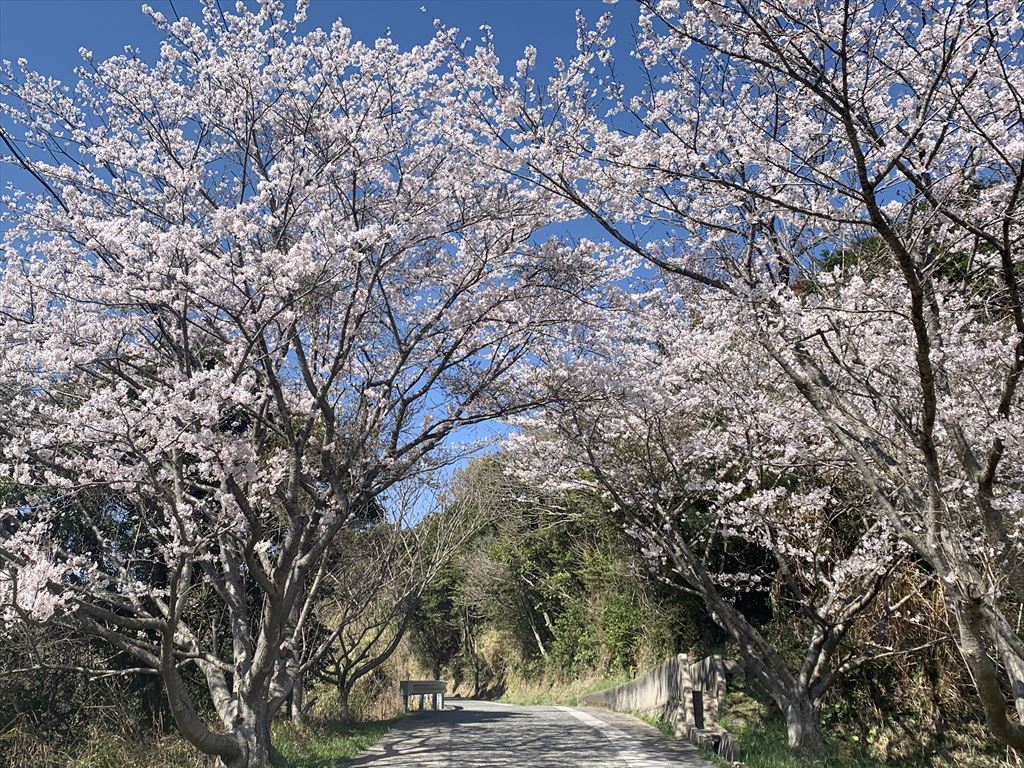 桜のアーチ