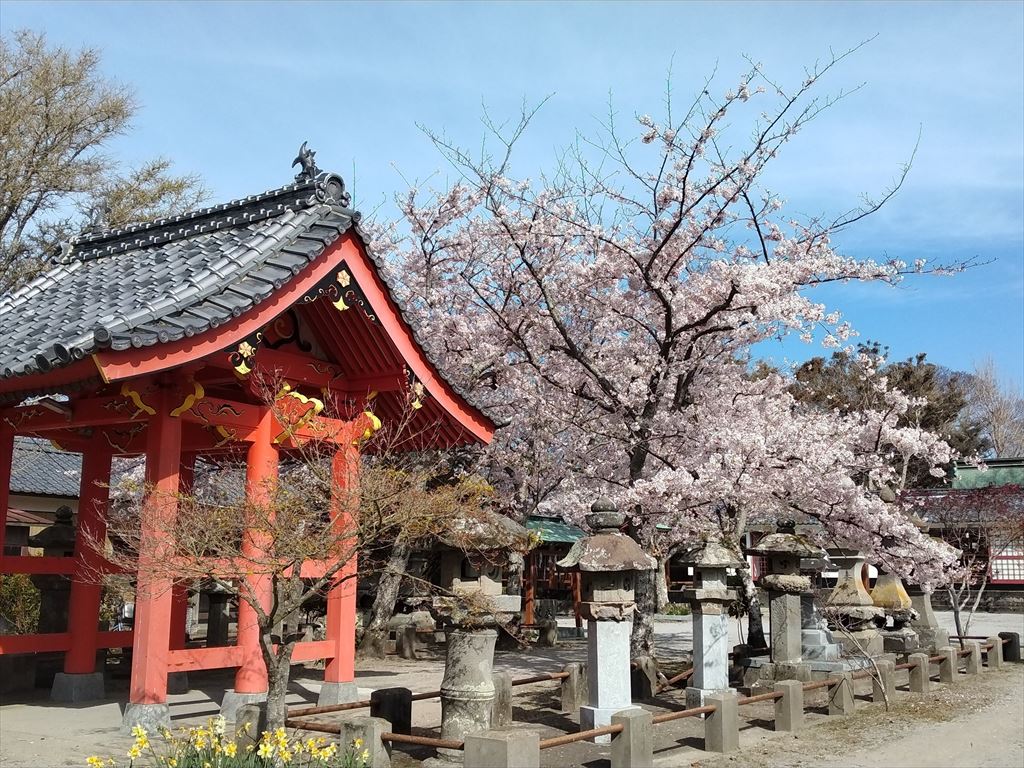 大帯八幡社（おおたらしはちまんしゃ）の桜2