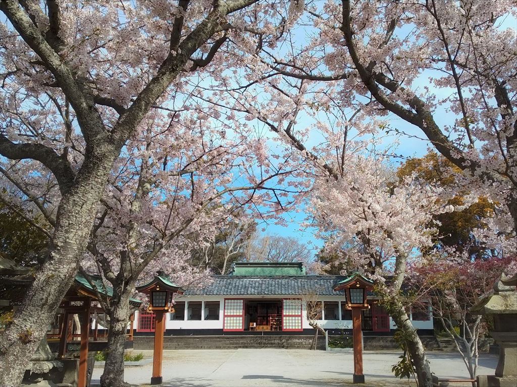 大帯八幡社（おおたらしはちまんしゃ）の桜