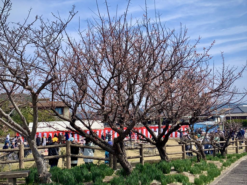 西村公園の梅の木