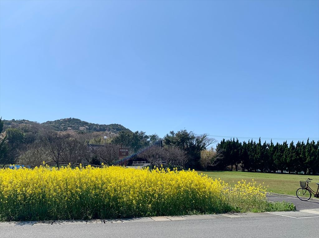 菜の花畑と西村公園