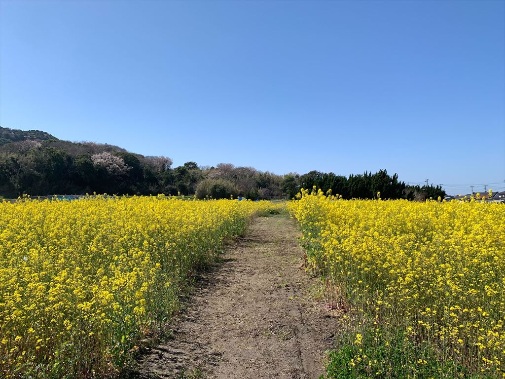 菜の花小道