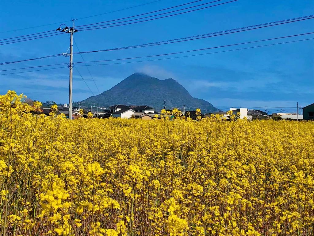 矢筈岳と菜の花