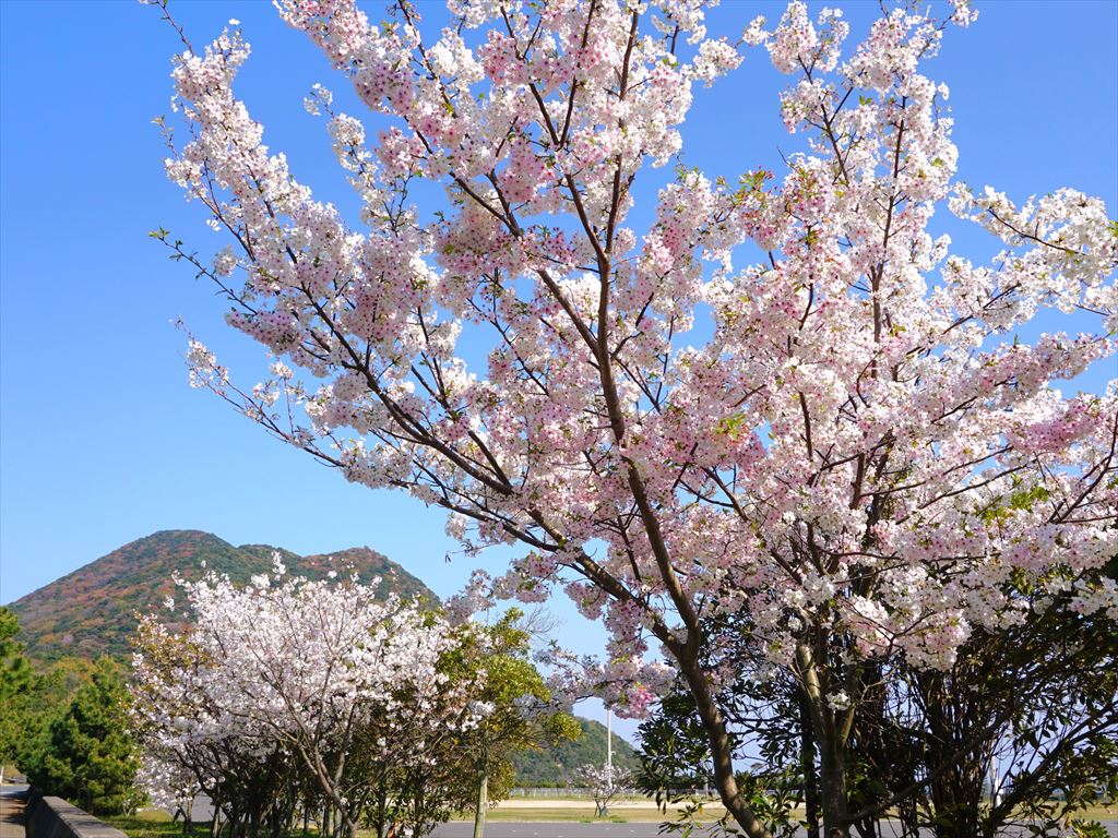 姫島運動公園-桜