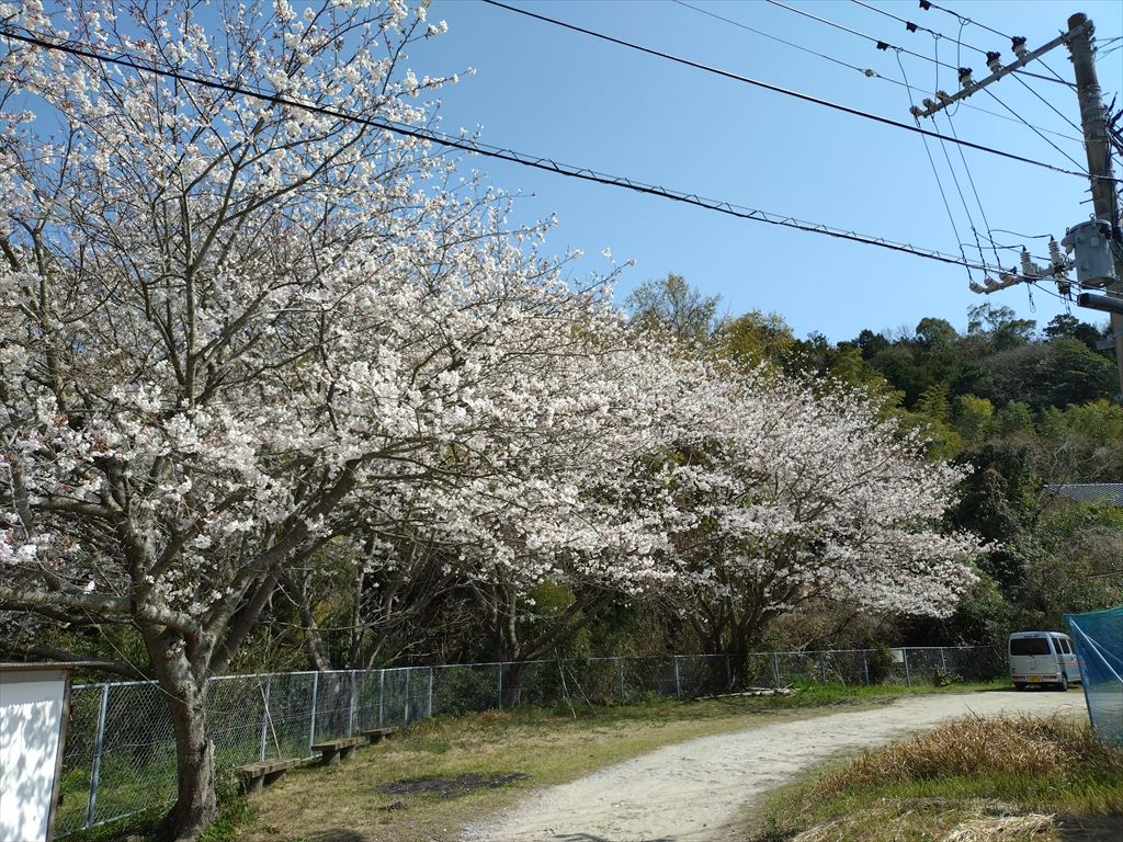 姫島の桜