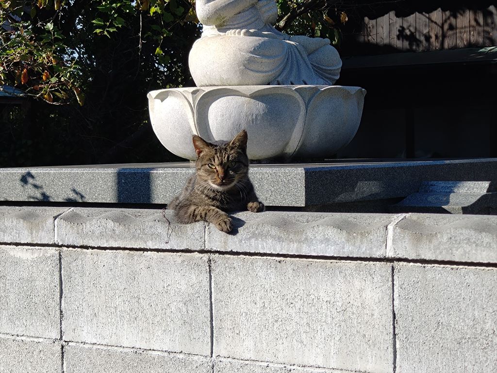 姫島の猫